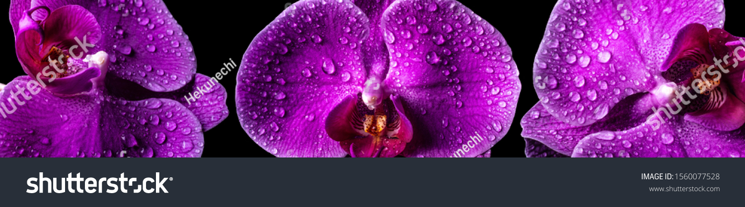 Drei violette Orchideen Makro mit Tau