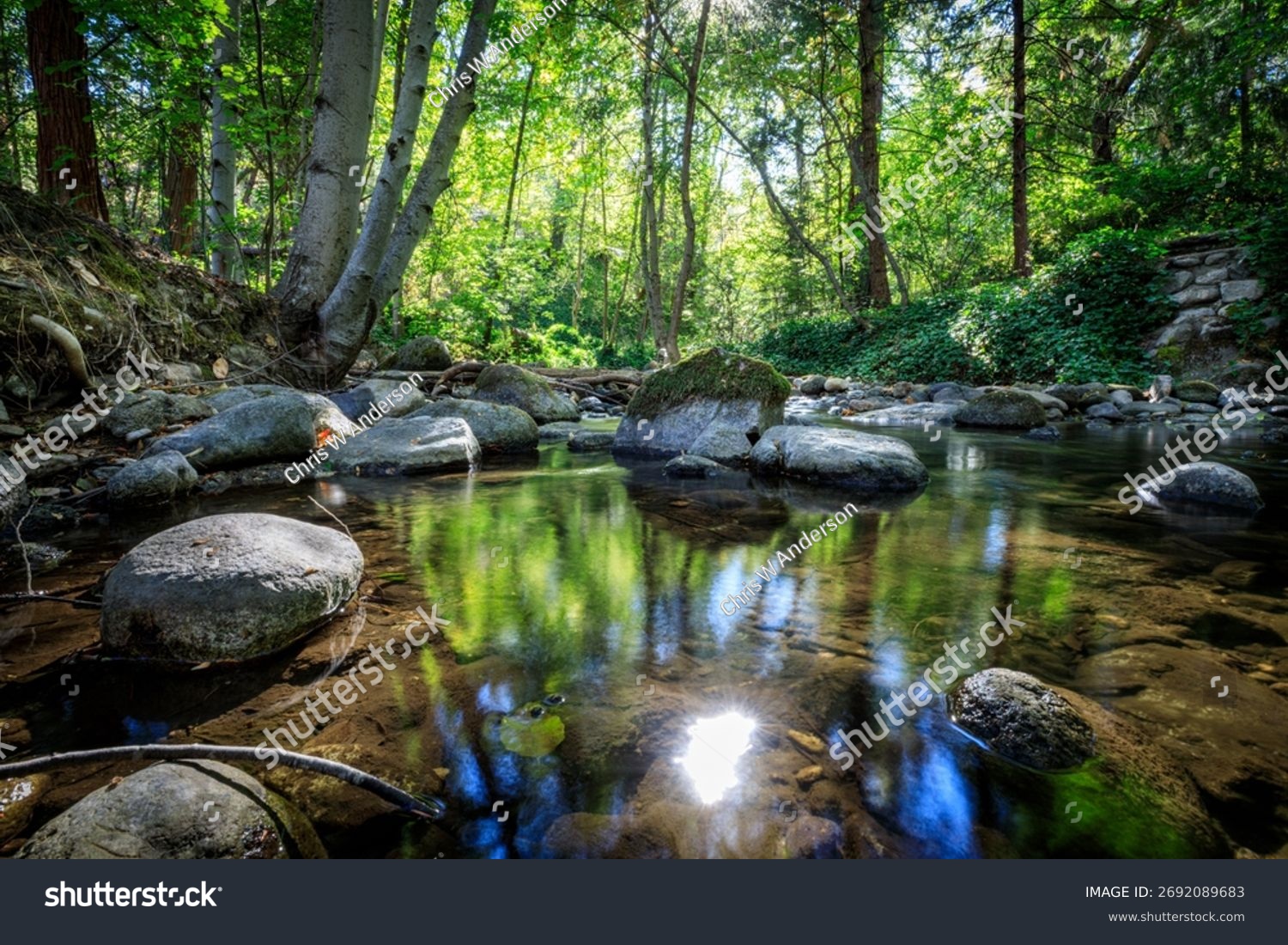 Ruhiger Bach mit Felsen im Wald