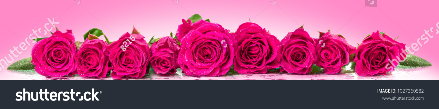 Rosen in einer Reihe Panorama