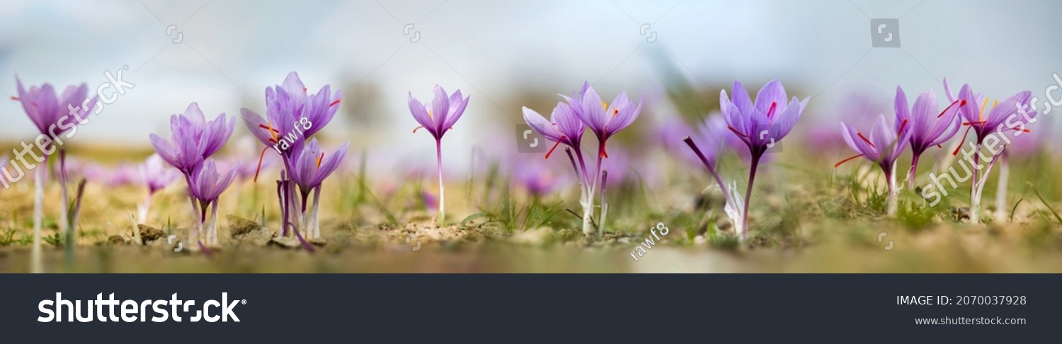 Safran-Krokus (Crocus sativus) blühend im Feld