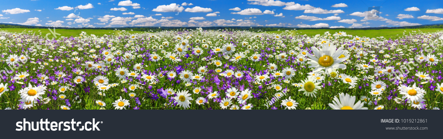 Frühlingslandschaft mit Kamille und Hasenglöckchen