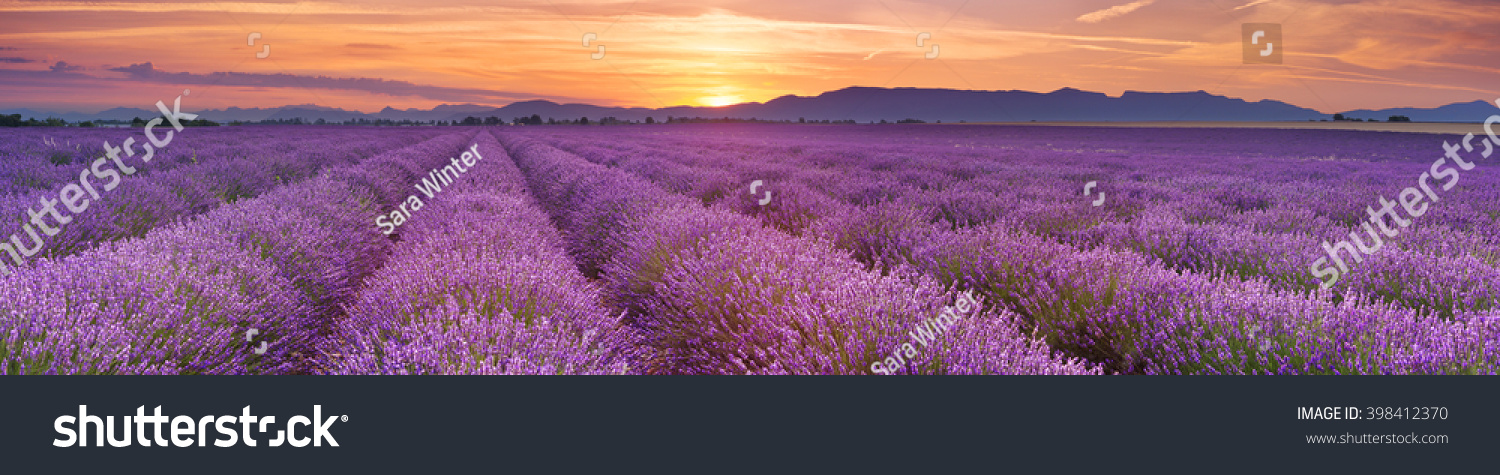 Lavendelfeld bei Sonnenaufgang auf dem Plateau von Valensole