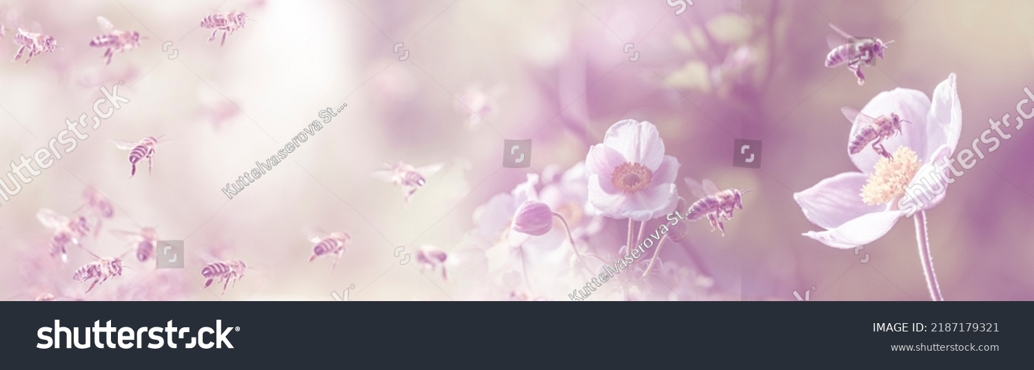 Panoramablick auf Garten mit Blumen und Bienen