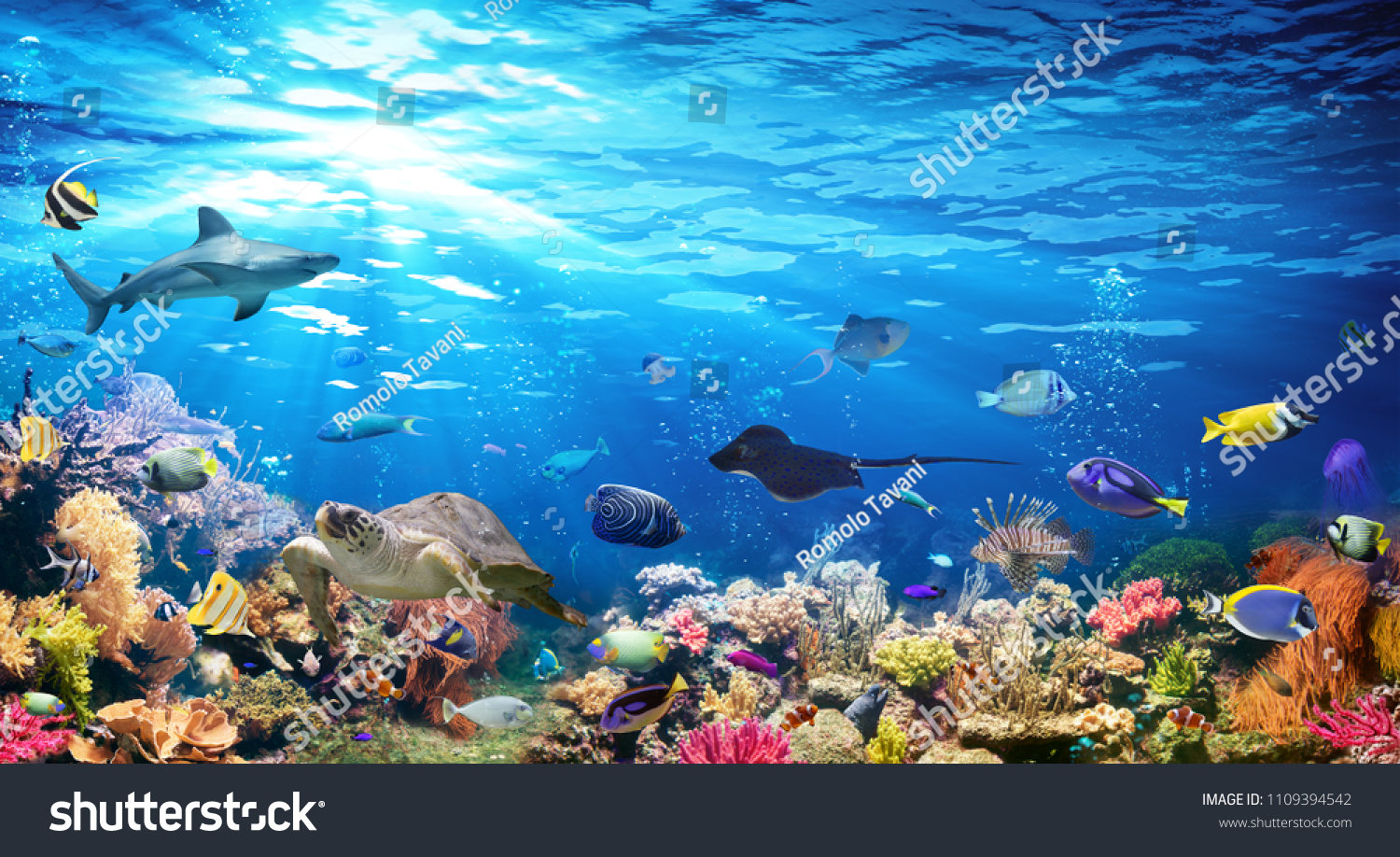 Exotische Fische über farbenprächtigem Korallenriff