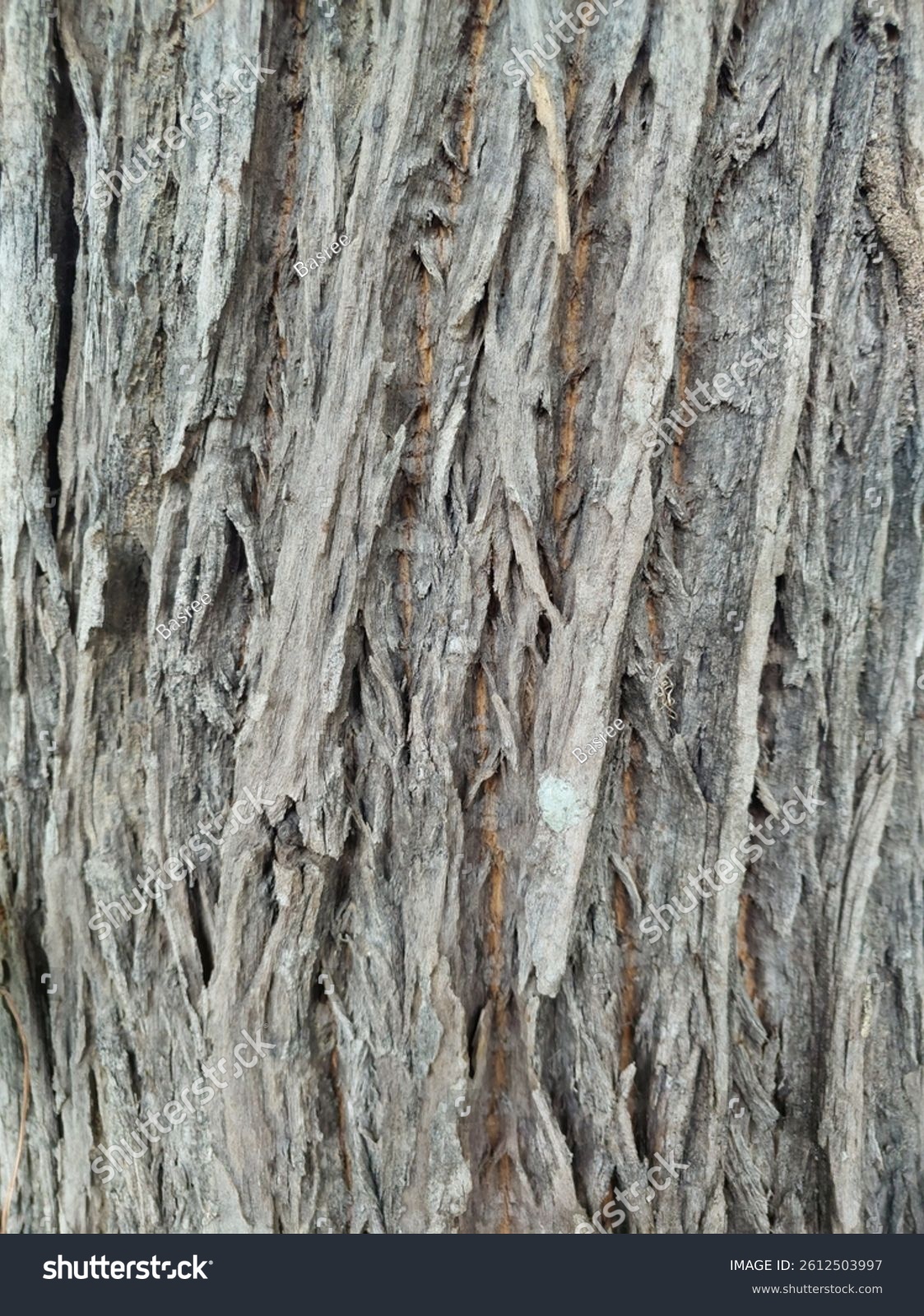 Natürliche Jahresringe eines alten Baums