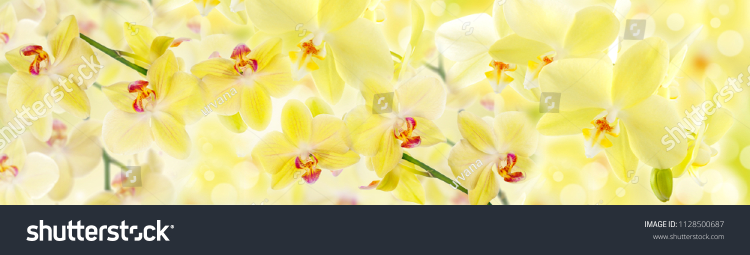 Gelbe Orchideen im Panorama